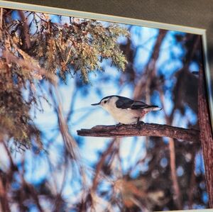 Original Artwork, Double Matted "Nutthatch". Media is printed on Metallic Paper.